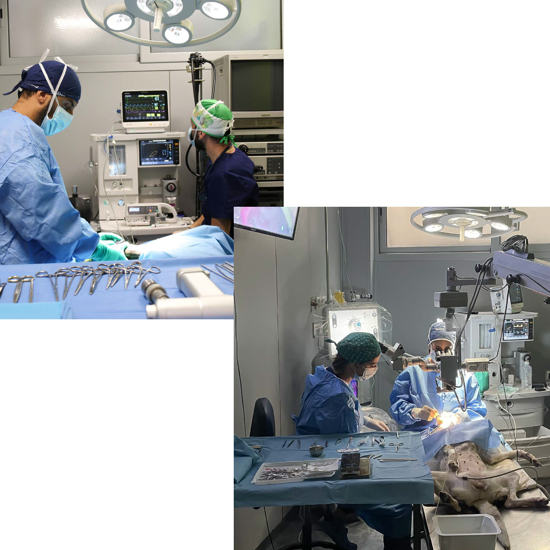 Chirurgie effettuate presso la clinica veterinaria Himera