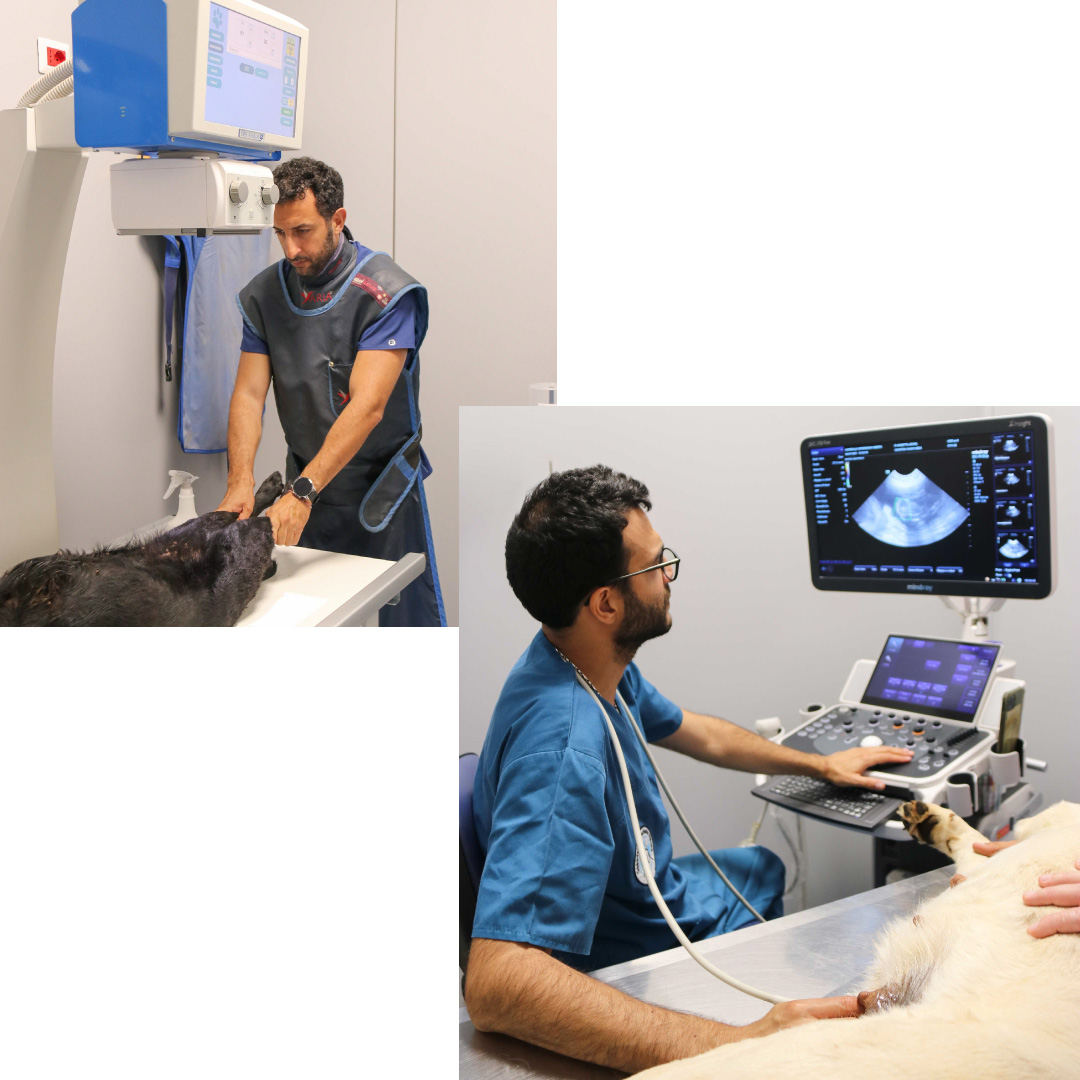 Ecografia e radiografia clinica veterinaria Himera