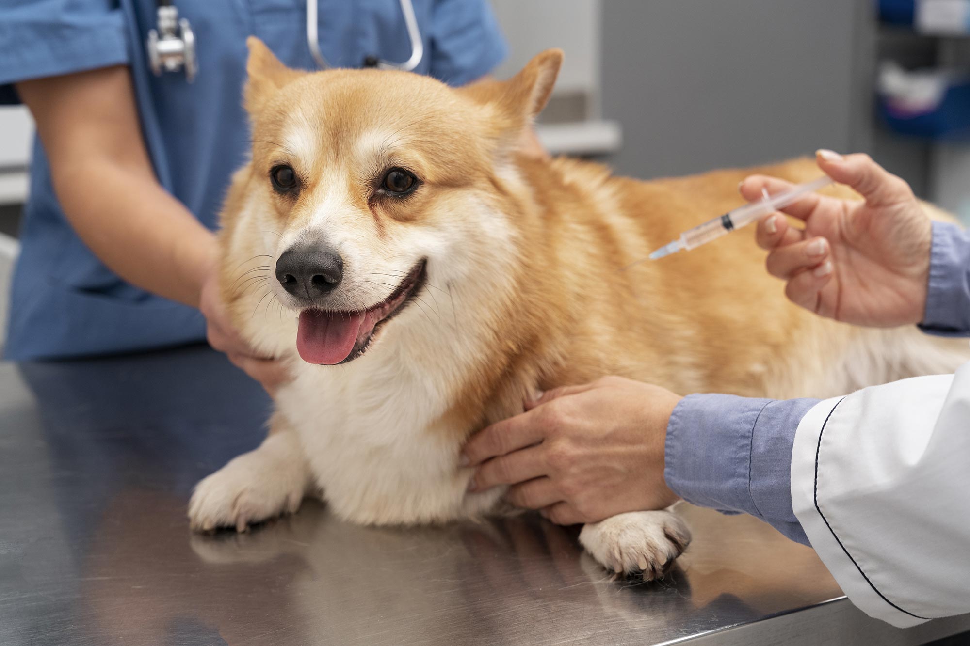 Vaccinazione cane presso la clinica veterinaria Himera di palermo